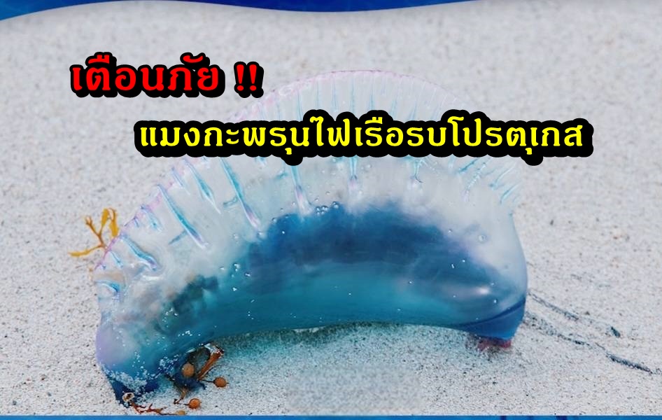 เตือนภัยสายเที่ยว! เดินเล่นชายหาดระวัง "แมงกะพรุนไฟเรือรบโปรตุเกส"