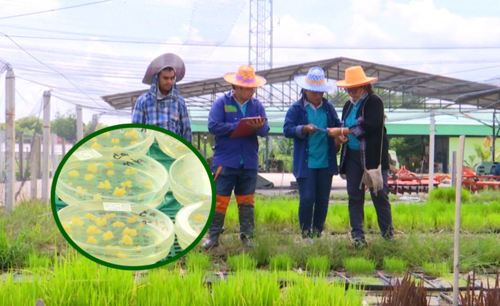 จัดประกวดข้าว ดันข้าวไทยส่งออกเรียกศักดิ์ศรีแชมป์โลก