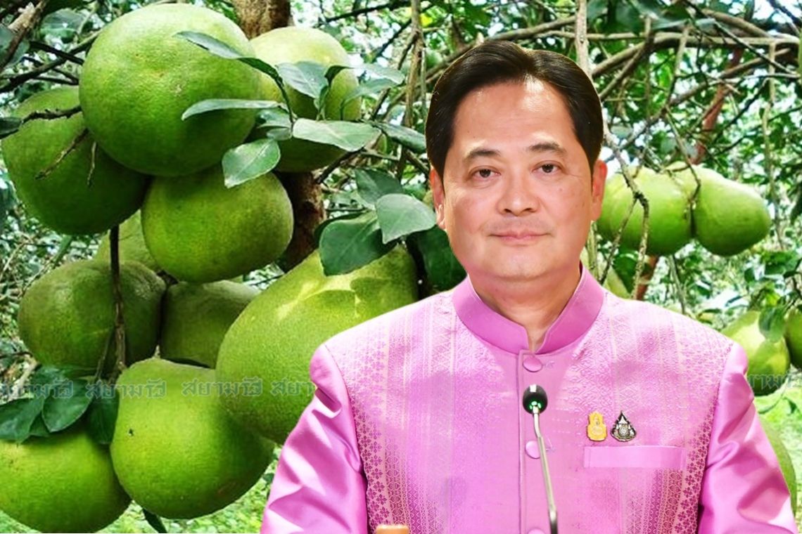 ครั้งแรกในประวัติศาสตร์ "ส้มโอไทย"ส่งออกไปสหรัฐอเมริกาเพิ่มโอกาสผลไม้ไทยในตลาดต่างประเทศ