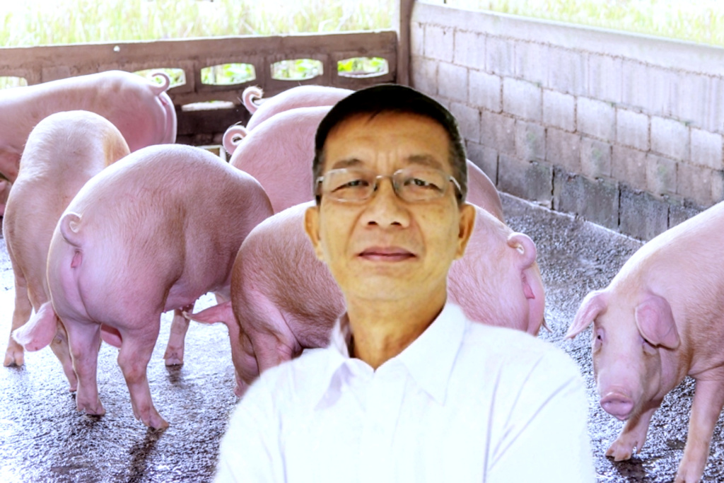 เกษตรกรเลี้ยงหมูภาคใต้ ฮึด!! สู้ต่อแม้ต้นทุนเพิ่ม-หมูเสียหายพุ่ง