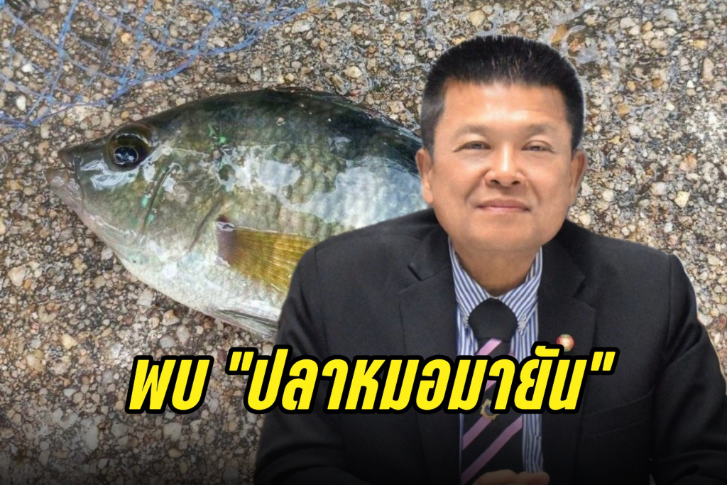 ไม่ซ้ำรอยปลาหมอคางดำ!! ประมง แจงพบ "ปลาหมอมายัน" พื้นที่สมุทรปราการ