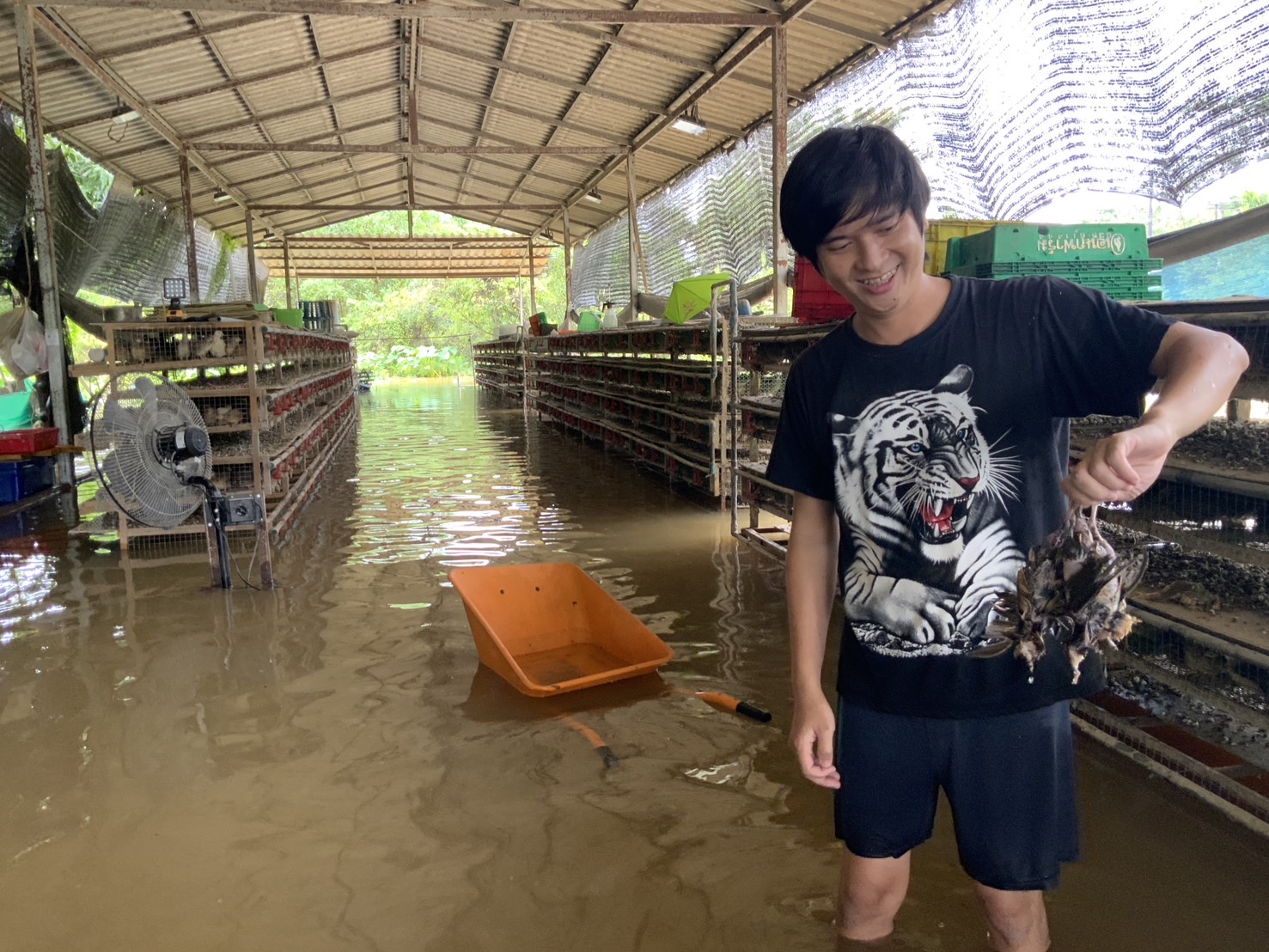 น้ำท่วมเข้าฟาร์มนกกระทาเจ้าของช่วยได้เพียงบางส่วนเผยเพิ่งเจอหนักเป็นครั้งแรก