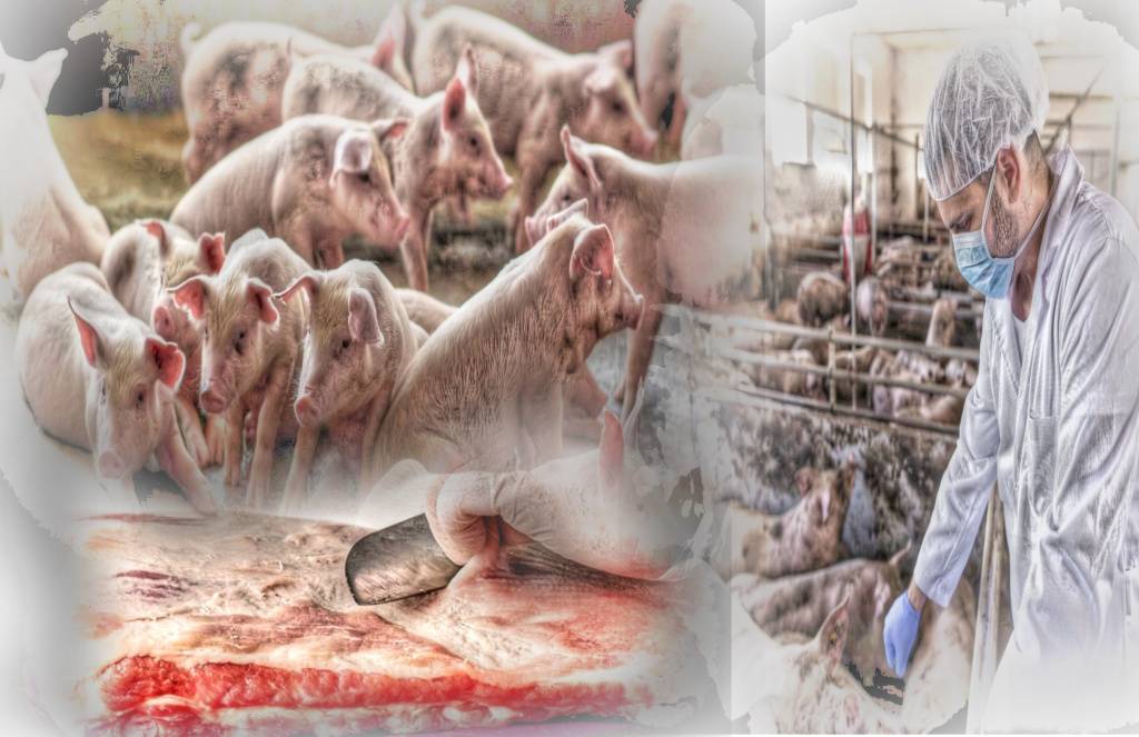 อุปทานหมูมีน้อย กระทบราคาตามกลไกตลาด 