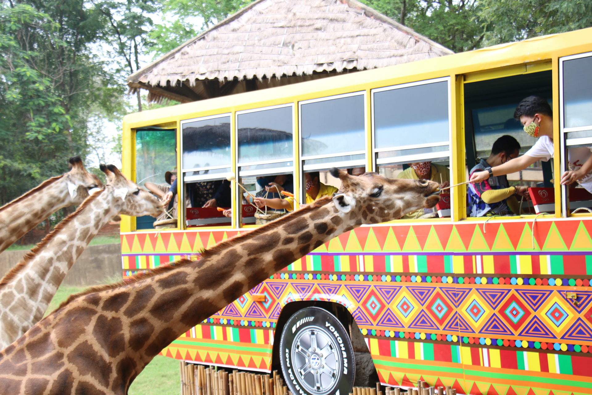 สวนสัตว์โคราช เปิดเส้นทาง  “Hello Africa”  ชวนสัมผัสพฤติกรรมสัตว์แบบใกล้ชิด