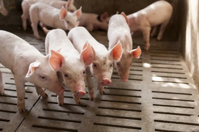 รัฐบาลใหม่ ความหวัง “ชุบชีวิต” ผู้เลี้ยงหมู ดึงราคาหน้าฟาร์มขึ้นรอวันปลดหนี้