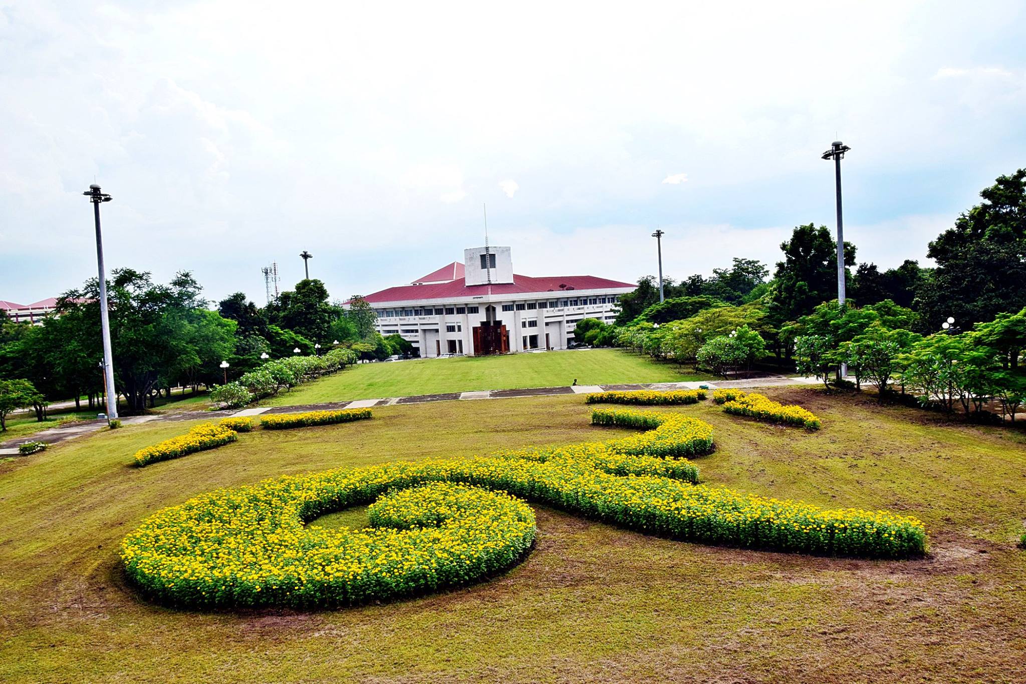 บานแล้วดาวเรืองเลข ๙ ม.สุรนารี น้อมถวายพระผู้เสด็จสู่สวรรคาลัย