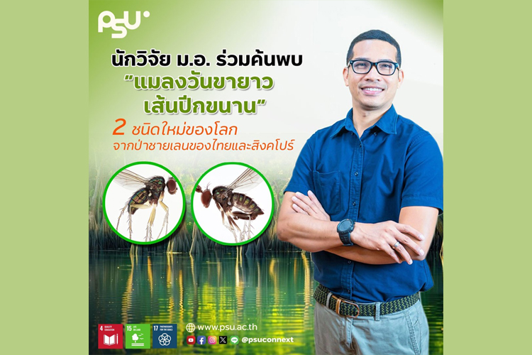 นักวิจัย ม.อ. ร่วมค้นพบ “แมลงวันขายาวเส้นปีกขนาน” 2 ชนิดใหม่ของโลก จากป่าชายเลนของไทยและสิงคโปร์