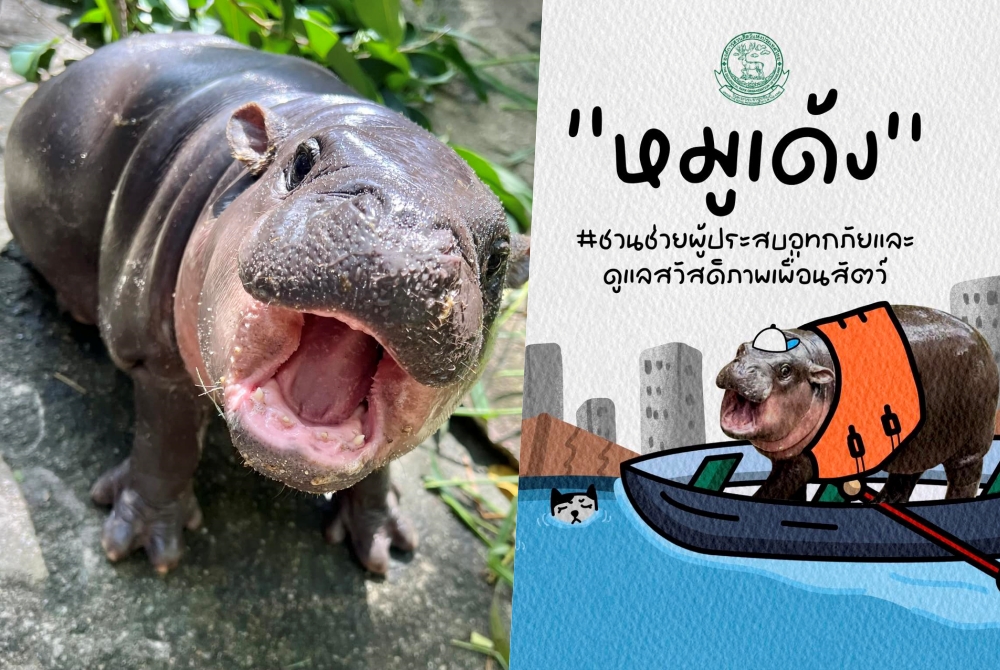 องค์การสวนสัตว์ฯ เปิดชื่อ "38 องค์กร" ได้ลิขสิทธิ์ "หมูเด้ง" รายได้ช่วยน้ำท่วม-สวัสดิภาพสัตว์