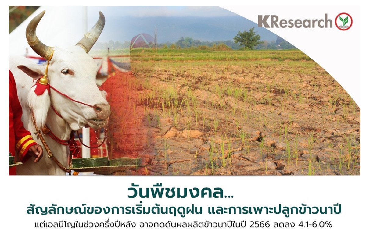 ศูนย์วิจัยกสิกรไทยห่วงเอลนีโญครึ่งปีหลัง กดดันผลผลิตข้าวนาปี 66 ลด 4.1-6%