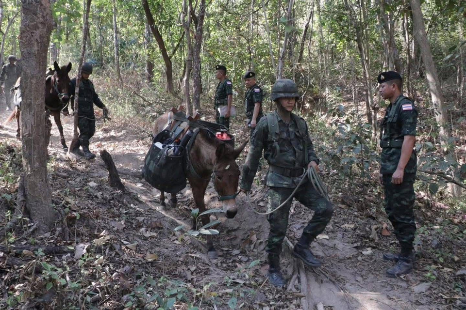 ฮีโร่สี่ขา ลุยไฟป่า! ล่อบรรทุกฝ่าป่าชัน สร้างแนวกันไฟแม่ริม 