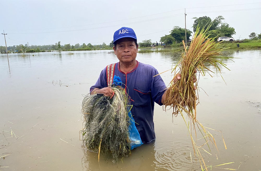 ฝนถล่มห้วยกุดโดน!! ชาวนาสิ้นหวัง นาข้าวจมน้ำตายเกือบ 4 พันไร่