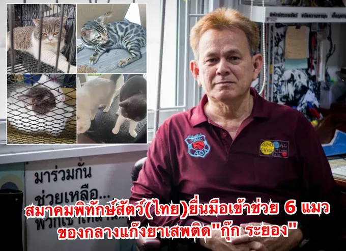 "เก๋ ชลลดา-โรเจอร์" รุดช่วยเหลือ 6 แมว  ของกลางแก๊งยาเสพติด "กุ๊ก ระยอง"
