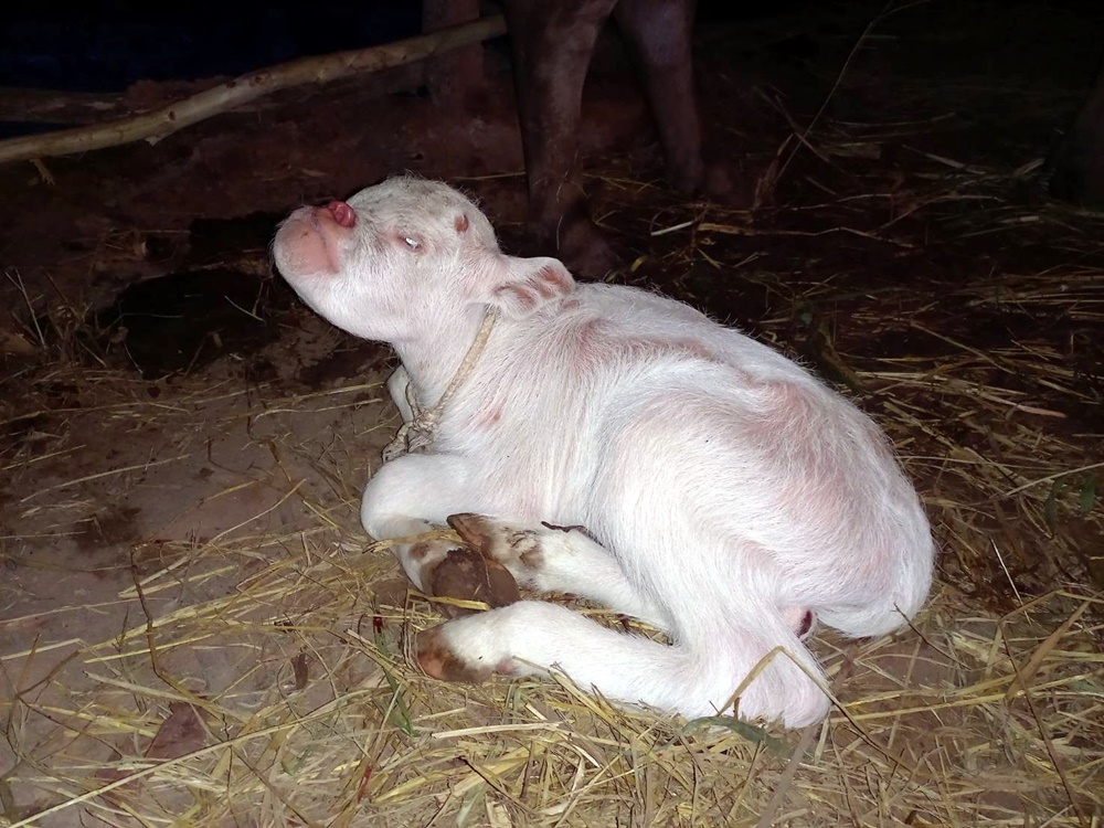 ฮือฮา!! แม่หมอนำชาวบ้านทำพิธีแห่ขอโชคลาภ ลูกควายเผือกหน้าคล้ายหมู