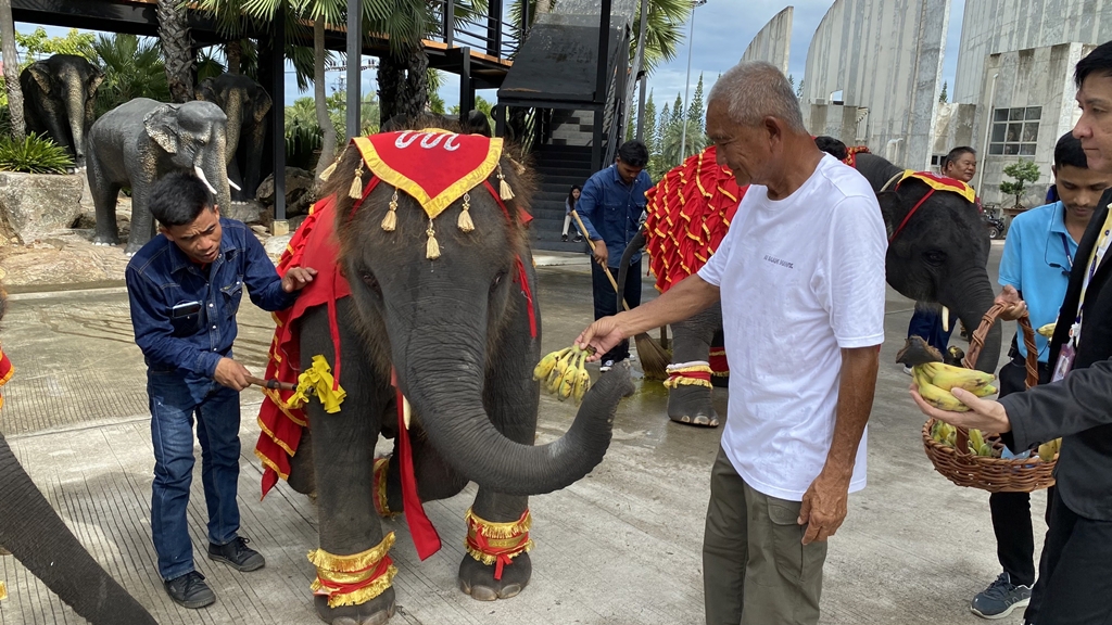 สุดน่ารัก! ลูกช้าง ‘พลายศรีวิชัย’ ลืมตาดูโลกที่สวนนงนุชพัทยา เตรียมพิธีรับขวัญยิ่งใหญ่