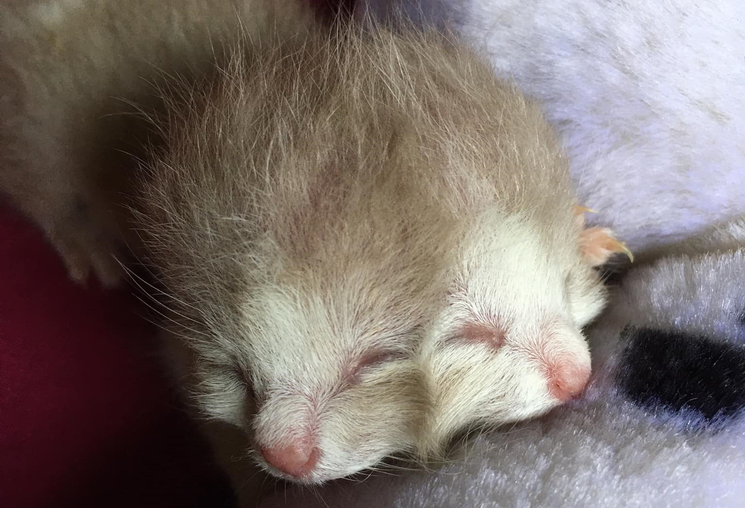 ทาสเศร้า! 'ถุงเงิน-ถุงทอง' ลูกแมวสองหน้าตายแล้ว 