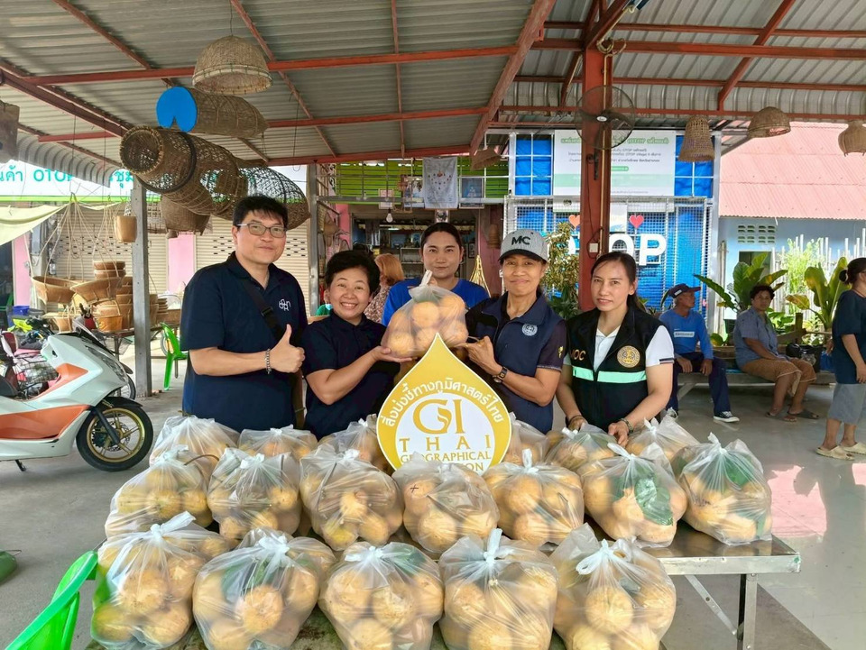กระท้อนทองใบใหญ่บางเจ้าฉ่า บุกห้างดัง! พาณิชย์อ่างทองดัน GI สร้างรายได้เกษตรกร