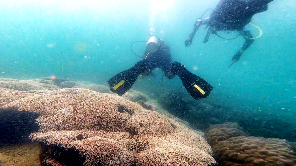 อช.หาดวนกร สำรวจปะการังเกาะจานสภาพสมบูรณ์ พร้อมรับ นทท.ดำชมความสวยงาม