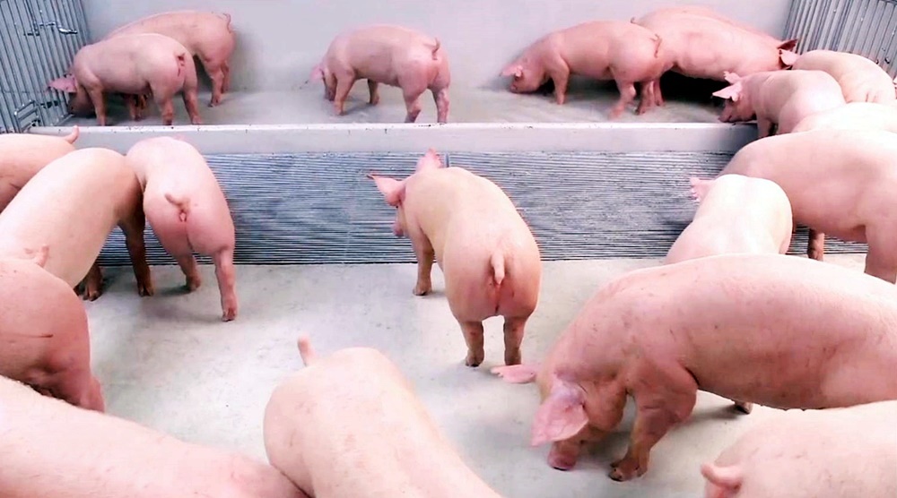 รัฐตรวจฟาร์มหมู อย่าหย่อนป้องกันโรค กระทุ้งปราบ "ขบวนการลักลอบนำเข้า" ให้สิ้นซาก