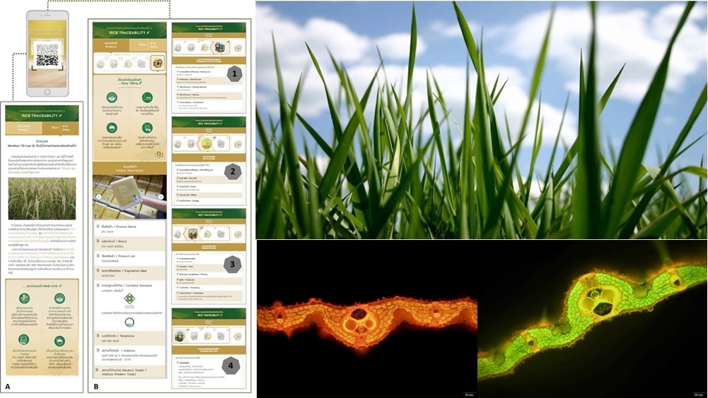 TRSI วิจัย Bioinformatics และใบข้าว พัฒนาศักยภาพพันธุ์ข้าวไทย