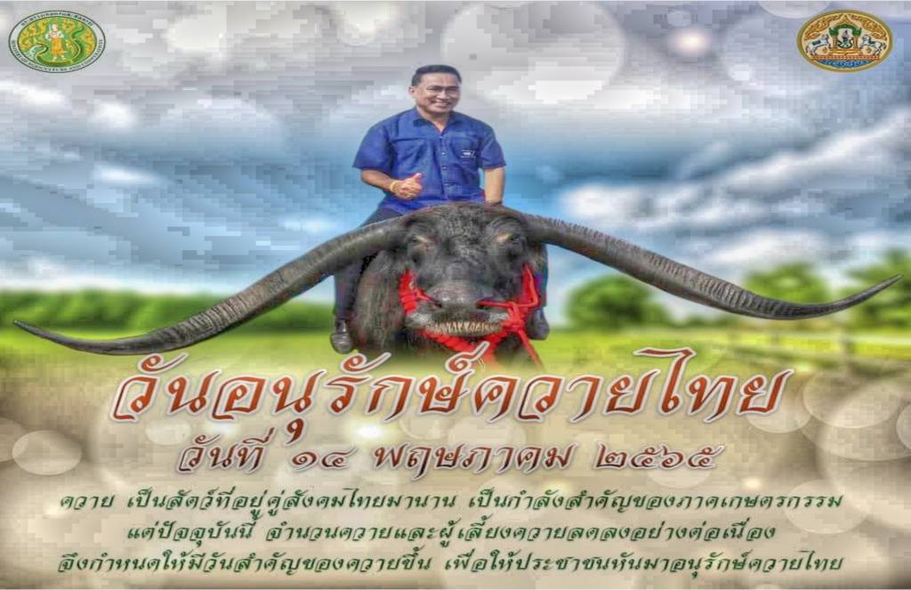 14 พฤษภาคม "วันอนุรักษ์ควายไทย"  ร่วมส่งเสริมการเลี้ยงควาย อยู่คู่คนไทยไปอีกแสนนาน