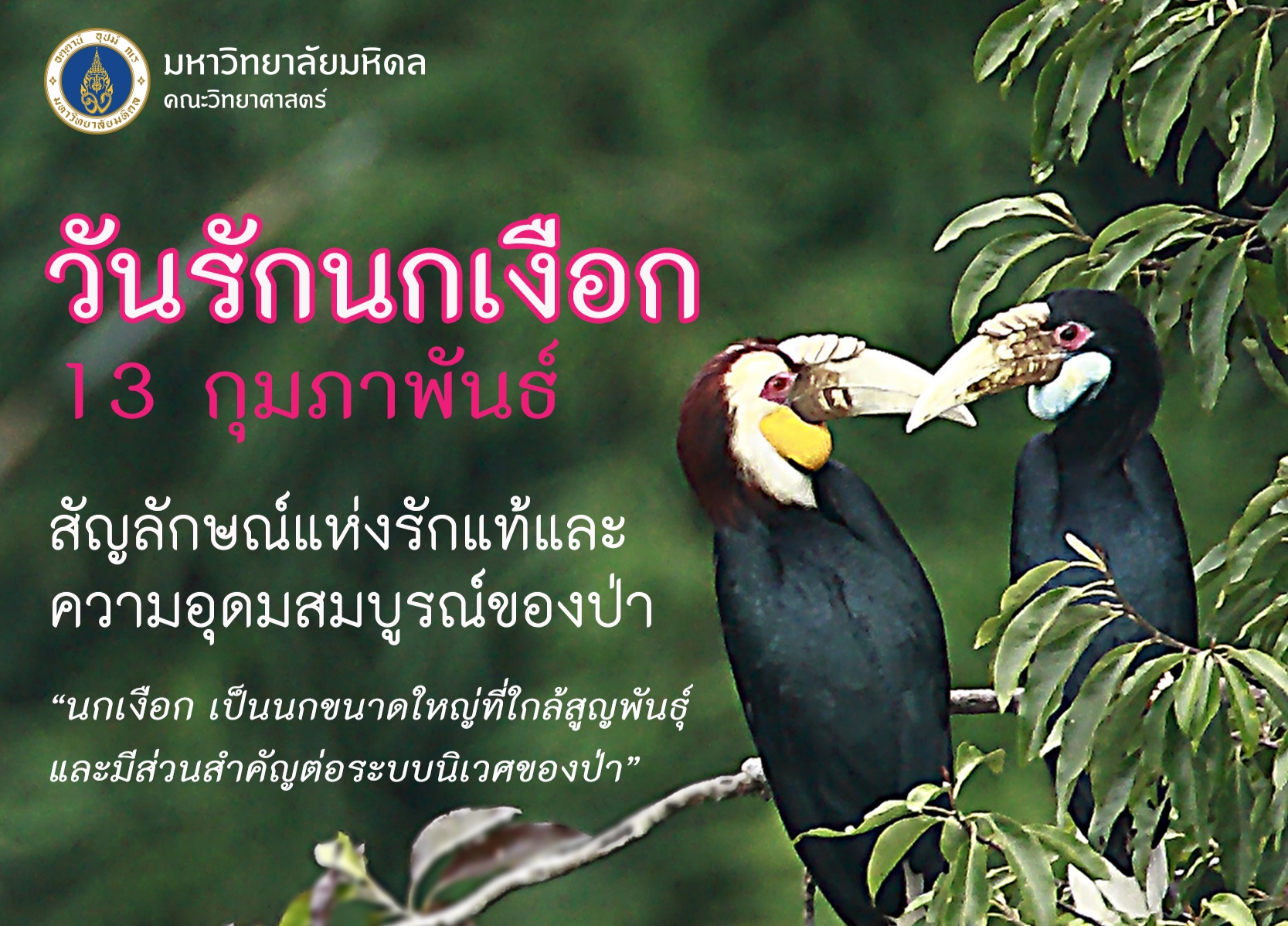 "นกเงือก" สัญลักษณ์แห่งรักแท้ "คณะวิทย์ มหิดล" ชวนแบ่งความรักอุปการะครอบครัวนกเงือก