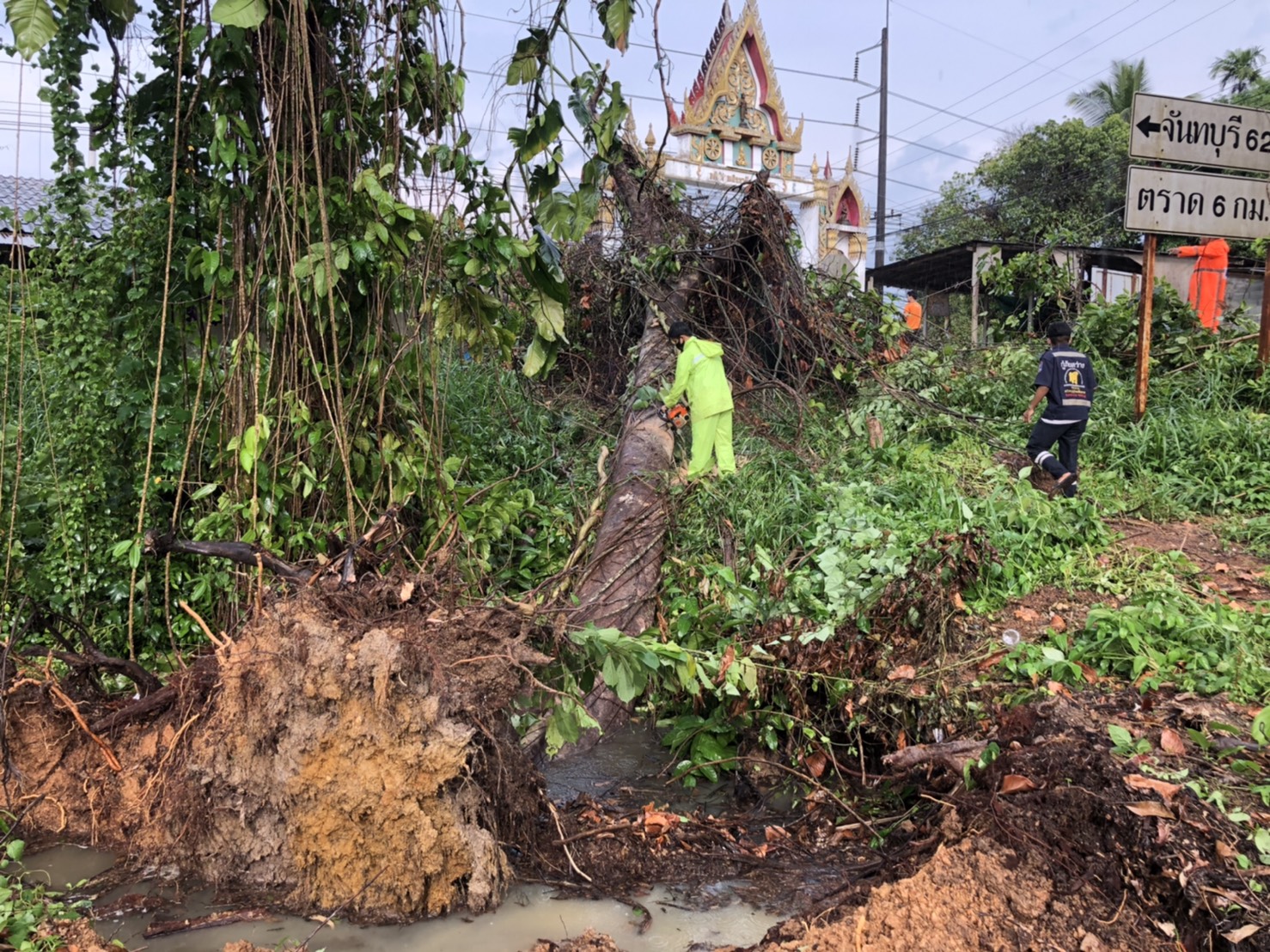 ฝนตกหนักลมกรรโชกแรงพัดต้นตะเคียนคู่ล้มลงมา 1 ต้น ใส่หลังคาบ้านเรือนปชช.จนเสียหาย