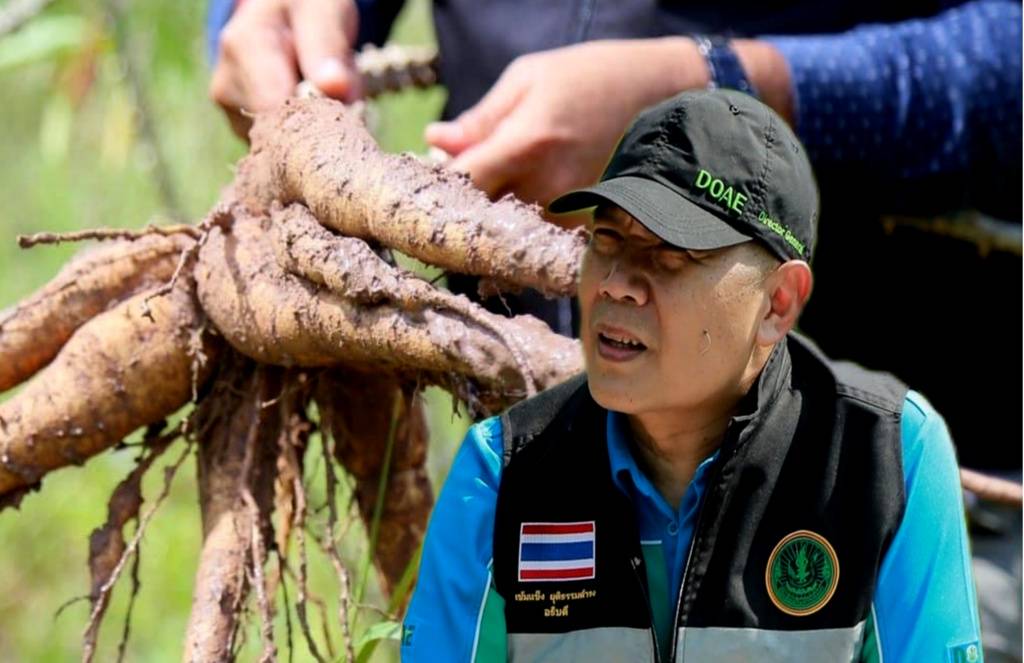 กรมส่งเสริมการเกษตร เตรียมท่อนพันธุ์มันสำปะหลัง แจกเกษตรกรลดผลกระทบโรคใบด่าง-น้ำท่วมซ้ำ
