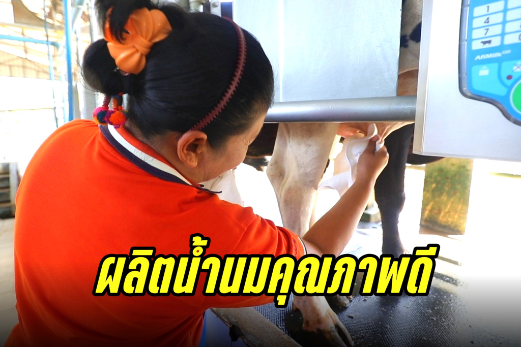 ปศุสัตว์ส่งเสริมใช้เทคโนโลยี "เครื่องรีดนมอัตโนมัติ" ผลิตน้ำนมคุณภาพดี