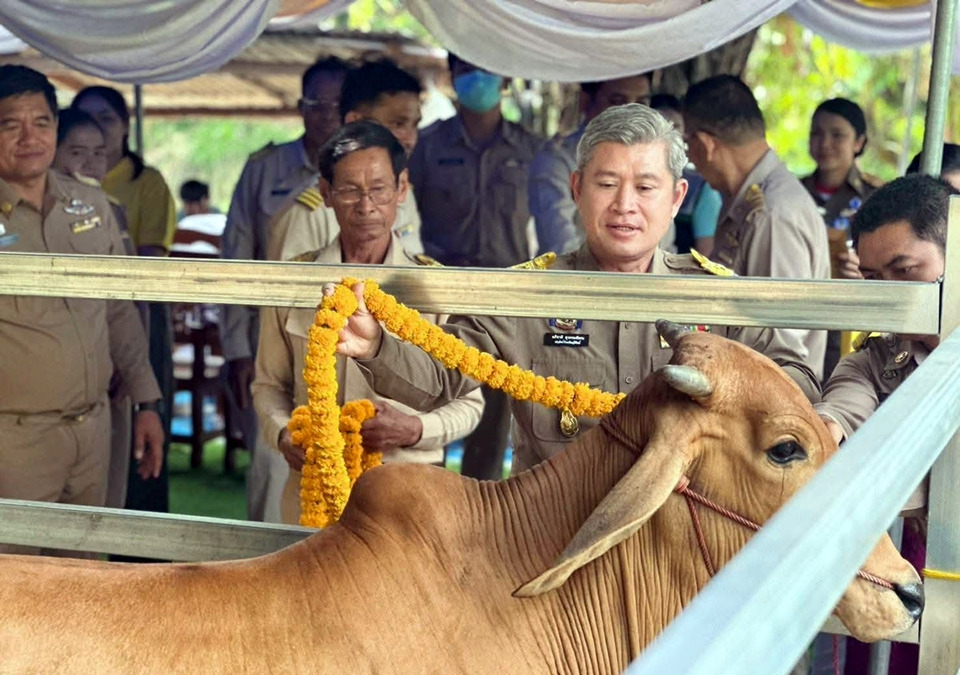 บุรีรัมย์มอบ “โคพระราชทาน” ช่วยเกษตรกรเสริมอาชีพ ถวายเป็นพระราชกุศล