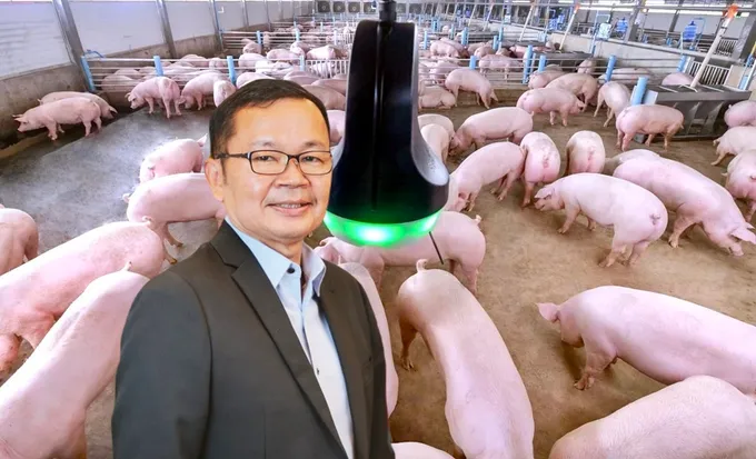 ซีพีเอฟ ย้ำเลี้ยงหมูตามมาตรฐานสากล ผู้บริโภคมั่นใจผ่านการตรวจสอบสารตกค้าง
