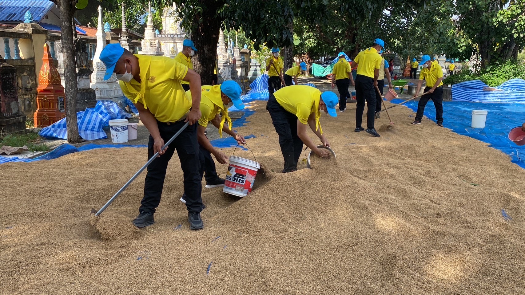 ทหารจัดกำลังพลจิตอาสาลงพื้นที่ช่วยเกี่ยวข้าวและตากข้าวชาวบ้านเกษตรสมบูรณ์