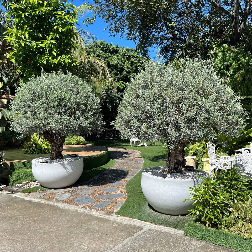  ต้นโอลีฟ
