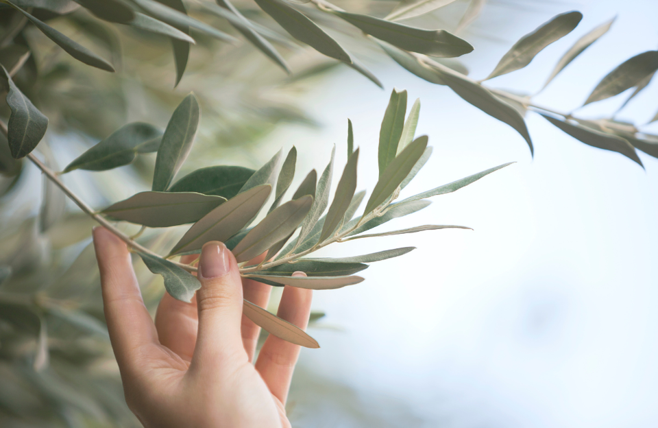 ต้นมะกอกโอลีฟใบสวย