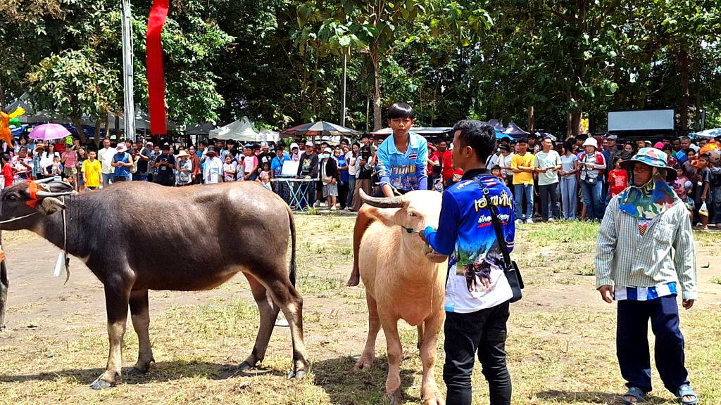 บ้านปลวกแดง จัดประเพณีวิ่งควายคึกคัก เนื่องในวันออกพรรษา ส่งเสริมวัฒนธรรม–ท่องเที่ยวชุมชน