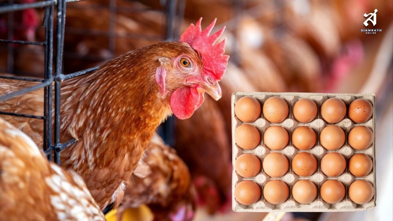 นักวิชาการ-เกษตรกร หนุนเอ้กบอร์ดคุมสมดุลไข่ไก่ เตือนเปิดเสรีกระทบรายย่อย