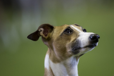 สุนัขพันธ์ุอิตาเลียนเกรย์ฮาวด์ (Photo : AFP)