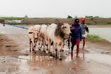 ชาวฟิลิปปินส์ พร้อมวัวที่เลี้ยงไว้ อพยพหนีพายุซูเปอร์ไต้ฝุ่น "ทกซูรี" ที่จะพัดถล่มในวันพุธนี้ (Photo : AFP)