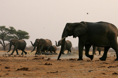 ส่วนหนึ่งของช้างป่าในซิมบับเว (Photo : AFP)