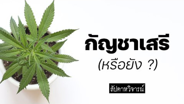 Embedded thumbnail for กัญชาปลูกได้เสรีแล้ว.. (หรือยัง ?)